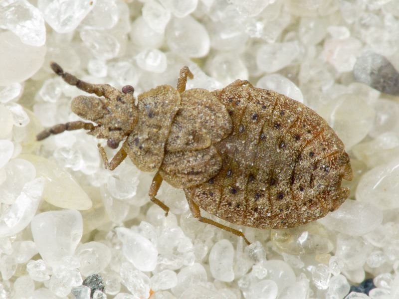 Aradus cinnamomeus Panzer, 1806
